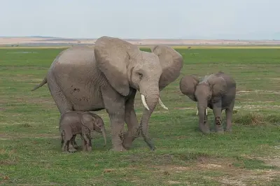 Tsavo East & Amboseli 3-tägige Safari mit Pirschfahrten