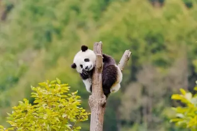 Tour de 2 dias em Chengdu: Pandas gigantes e Buda de Leshan