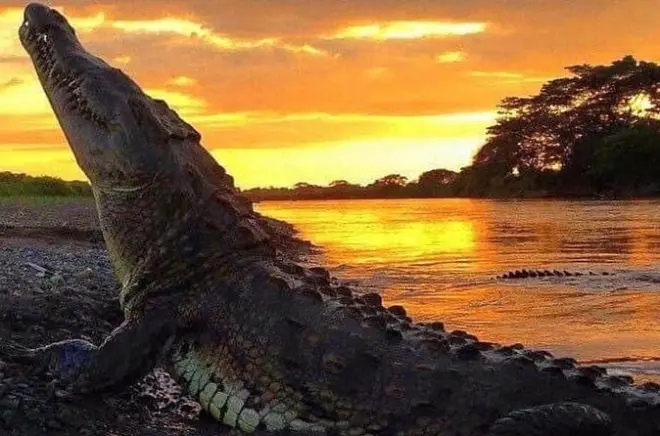 Vida selvagem em Palo Verde com passeio de barco pelo rio Tempisque