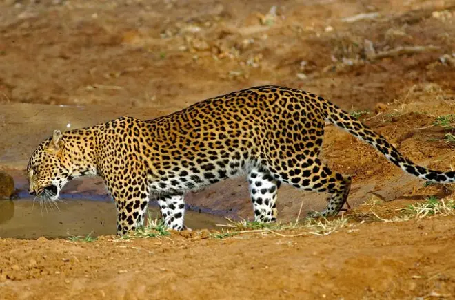 Tour privado de dia inteiro no parque dos leopardos em Wilpattu