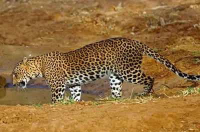 Tour privado de dia inteiro no parque dos leopardos em Wilpattu