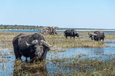 Chobe National Park Day Trip: River Safari & Game Drive