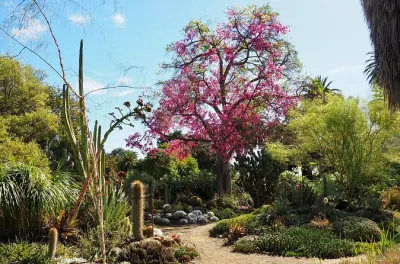 Ruth Bancroft Garden Admission: Rare Succulents & Cacti