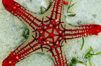 Zanzibar : Snorkeling entre étoiles de mer, lagon et forêt Jozani