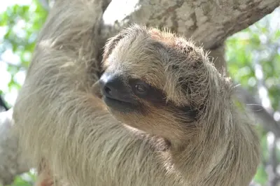Tour pelo Santuário de Bicho-Preguiça e Macacos em Roatan