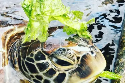 Zanzibar City : Nager avec tortues, ferme d'épices, Prison Island