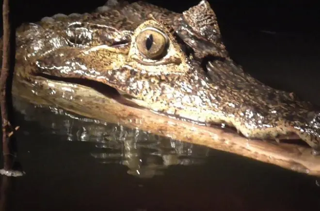 Avistamiento nocturno de caimanes en barco por el Amazonas