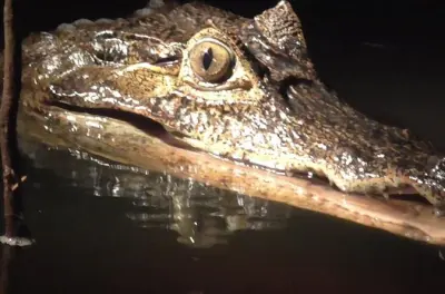Avistamiento nocturno de caimanes en barco por el Amazonas