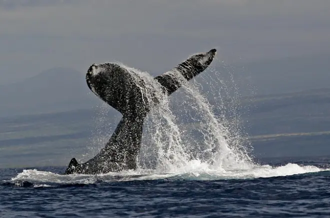 Kailua-Kona whale watch tour: Guaranteed sightings