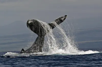 Kailua-Kona whale watch tour: Guaranteed sightings