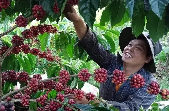 Kaffeefarm-Kurs in Zentralvietnam: Röste deine eigenen Bohnen
