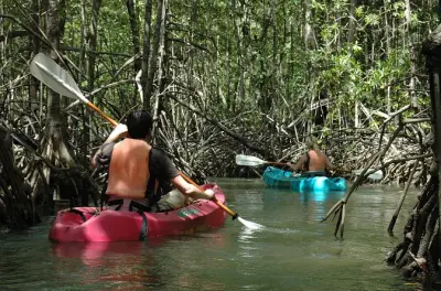 Mangroven von Isla Damas ab Jacó entdecken und Tiere beobachten