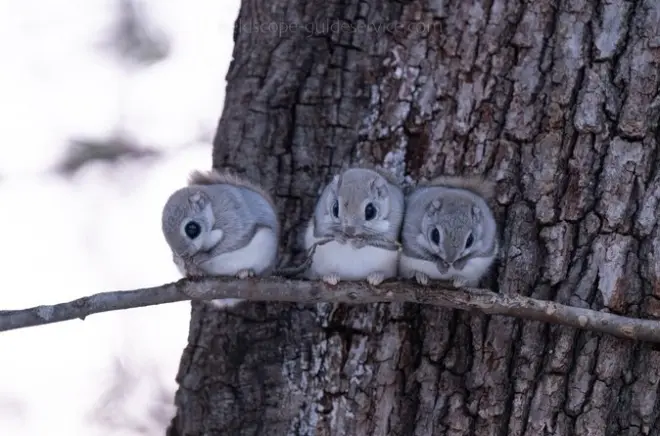 Hokkaido Flying Squirrel Photography: Private Dawn & Dusk Tour