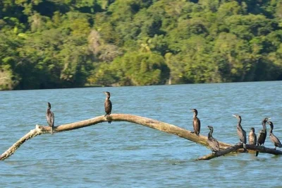 Explore pacific wetlands by kayak from puerto quetzal. spot birds, glide through mangroves, and enjoy a guatemalan snack after your adventure.