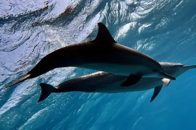 Snorkeling au récif Sha'ab Samadai : Dolphin House, Marsa Alam