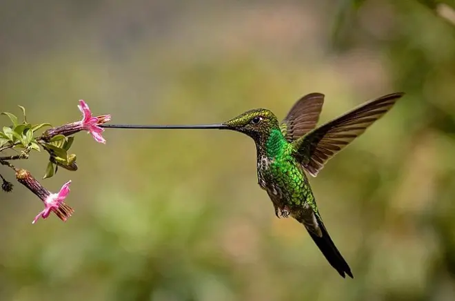 Birdwatching e foto a Zuroloma con guida privata da Quito
