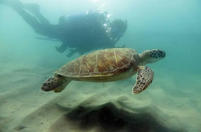 Immersione subacquea a San Juan: Certificati, baia poco profonda
