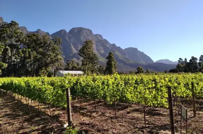 Private Wein-Tour Stellenbosch: Gestalten Sie Ihre eigene Route