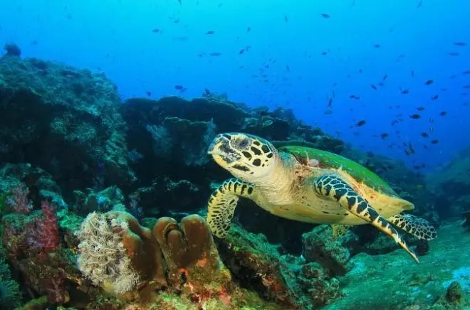 Schnorcheln auf Isla Iguana ab Playa Venao: Geschützte Riffe