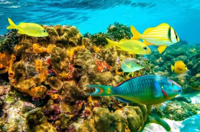 Plongée découverte à Montego Bay : Votre première bouteille incluse