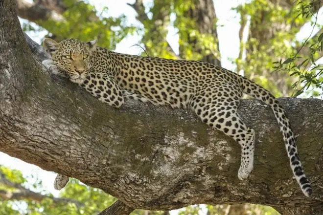 Morgendliche Safari im Yala-Nationalpark: Sri-Lanka-Leoparden
