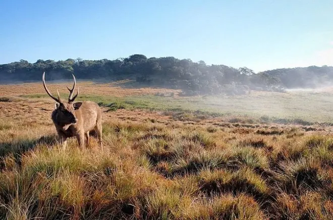 Trekking a Horton Plains da Nuwara Eliya: Sentiero World's End