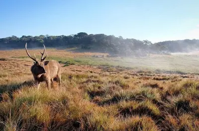 Trekking a Horton Plains da Nuwara Eliya: Sentiero World's End