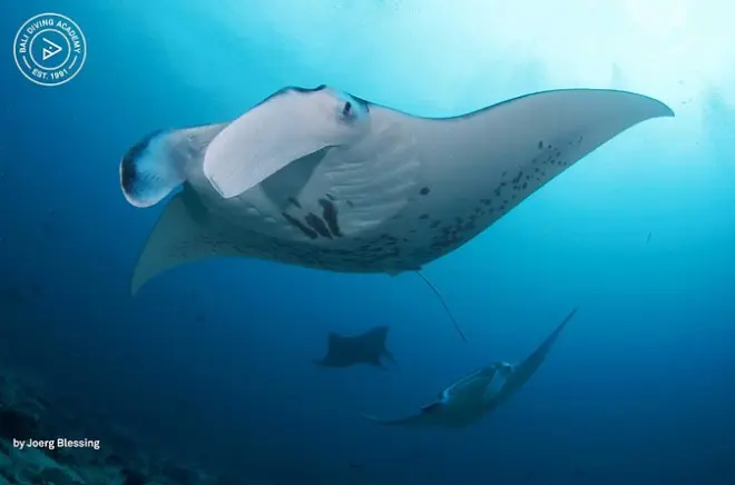 Snorkel en Nusa Lembongan: 3 inmersiones con mantarrayas