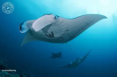 Snorkel en Nusa Lembongan: 3 inmersiones con mantarrayas