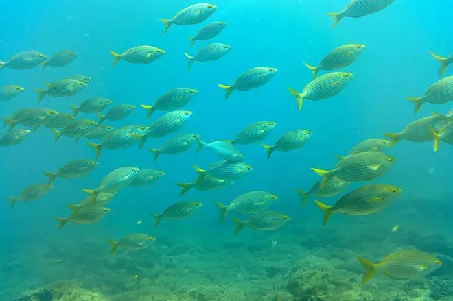 Plongée découverte à Gran Canaria : Baie d’Amadores