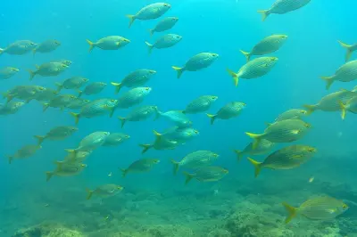 Scuba diving a Gran Canaria: Baia di Amadores