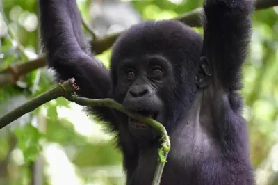 10-Day Uganda Safari with Gorillas: Bwindi & Murchison Falls