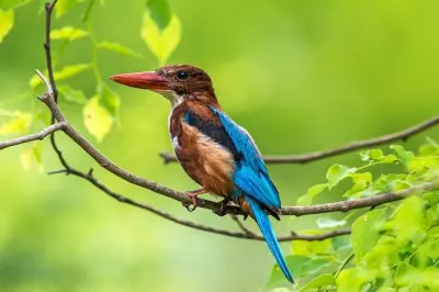Observação de pássaros em Muthurajawela: Guia pelo pântano de mangue