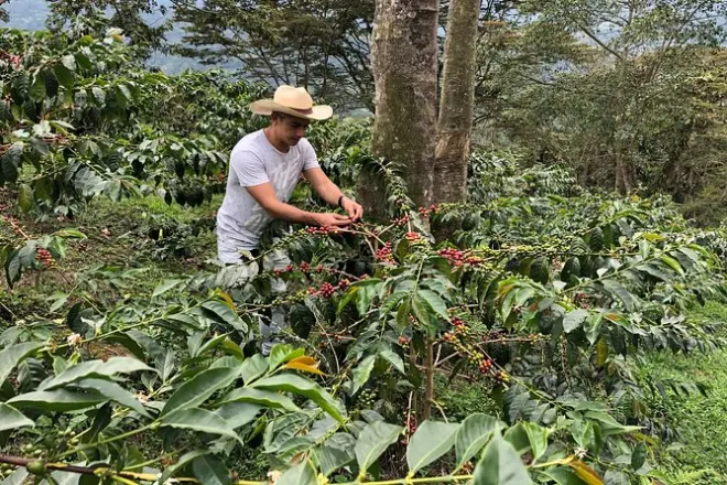 Salento: Tour a piedi e piantagione di caffè con raccolta