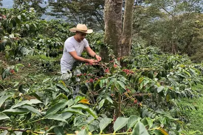 Ferme de café et visite à pied de Salento : Planter et récolter