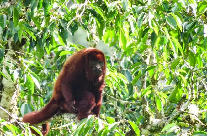 Trilha em Salento: Bugios, pássaros e banho no rio