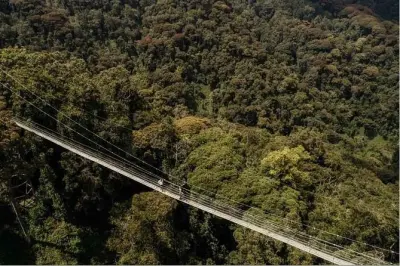 Canopy Walk im Nyungwe-Wald: Ostafrikas einziger Baumwipfelpfad
