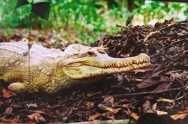 Sarawak Jong Crocodile Farm tour from Kuching: 1000+ crocodiles