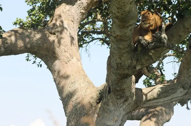 4 Tage Uganda Safari: Gorillas, Queen Elizabeth Park, Lake Bunyonyi