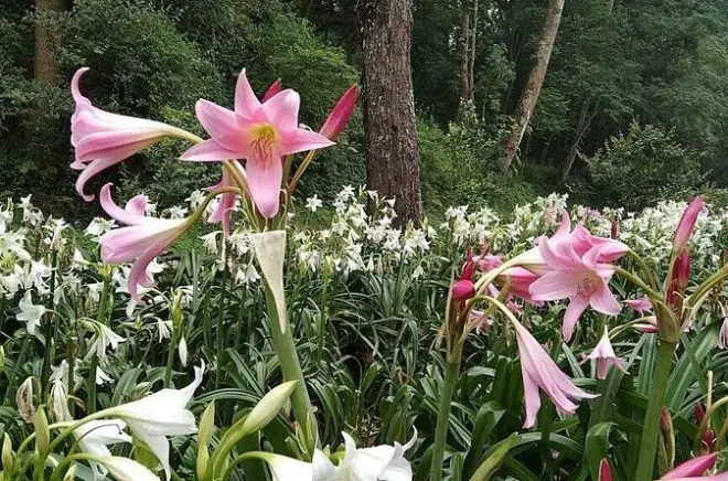 Jardim botânico de Godawari e almoço em tour privado desde Kathmandu