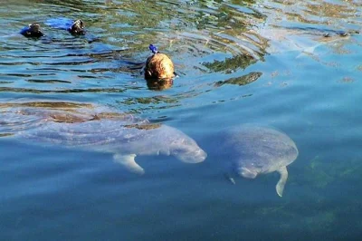 Erlebe manatees hautnah in crystal river, florida, bei einer geführten schwimm- und schnorcheltour mit neoprenanzug und ausrüstung. familienfreundlich, mit heißer schokolade nach dem schwimmen.