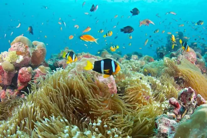 Schnorcheln in Padangbai: Blue Lagoon und Tanjung Jepun