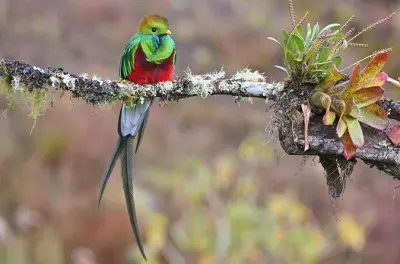 Observation d’oiseaux à Monteverde avec guide et télescope HD