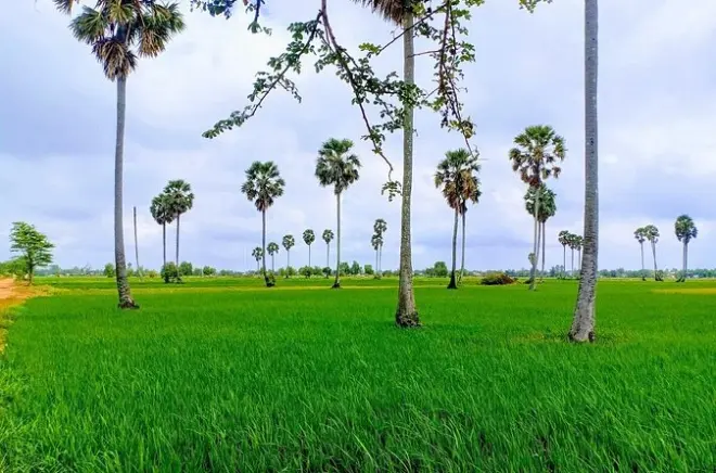 Tour in tuk tuk ai Killing Field e risaie da Phnom Penh