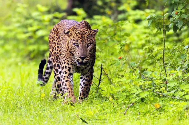 Yala-Nationalpark Safari: Leopard- & Wildtier-Jeep-Touren