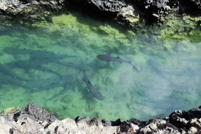 Descubre la isla isabela con snorkel en tintoreras, avistamiento de flamencos en los humedales y almuerzo frente al mar, todo con traslado en lancha rápida incluido.