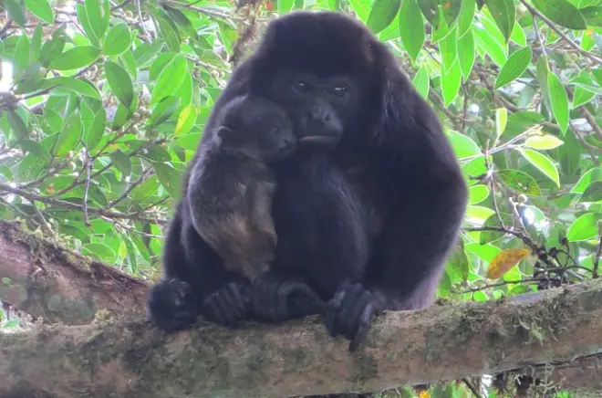 Natural History Tour at Curi-Cancha Reserve in Monteverde