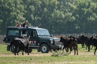 Feel the wild camargue on a 4x4 safari from le grau-du-roi—see pink flamingos, taste local wines, and share stories with a local guide. includes snacks & pickup.