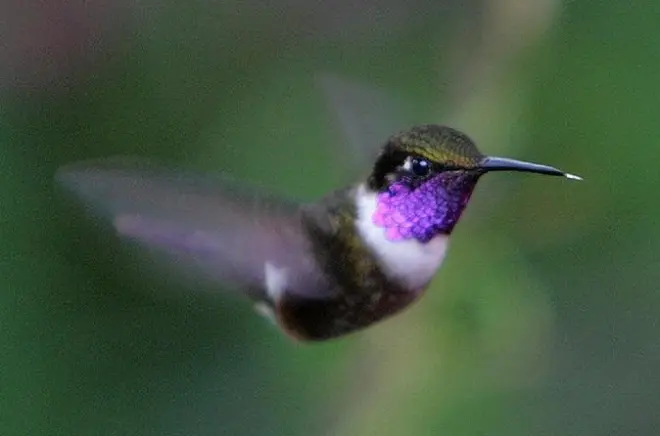 Mindo Cloud Forest tour from Quito: Waterfalls and chocolate farm