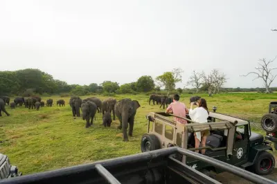 Minneriya Nationalpark Halbtages-Safari mit Elefanten